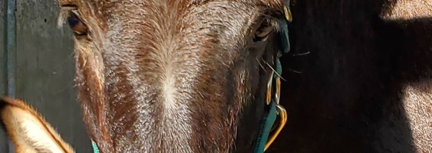 The face of a dark brown donkey stares into the camera. He wears a forest-green halter with gold-colored hardware. His face, neck, and shoulder fill most of the picture. Beyond him to the left is a metal barn wall. A light gray donkey photobombs in the lower left corner of the image.